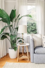Floor-plant-in-living-room-ideas